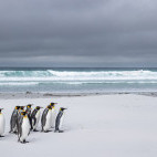 King penguin in the Falkland Islands.