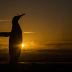 King penguin silhouette in the Falkland Islands.
