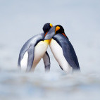 King penguin in the Falkland Islands
