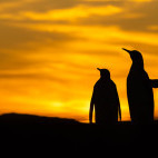 King penguin in the Falkland Islands.