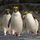 Macaroni penguin in the Falkland Islands