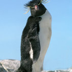 Macaroni penguin in the Falkland Islands