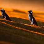 Magellan penguin in the Falkland Islands