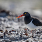 Magellanic oystercatcher in the Falkland Islands.
