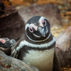 Magellanic penguin in the Falkland Islands