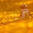 Magellanic penguin in the Falkland Islands.