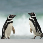 Magellanic penguin in the Falkland Islands
