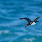 Rock shag in the Falkland Islands