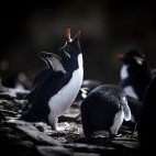 Rockhopper penguin in the Falkland Islands.