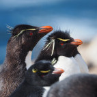 Rockhopper penguin in the Falkland Islands
