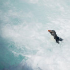Rockhopper penguin in the Falkland Islands.