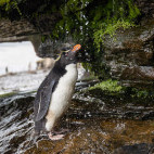 Rockhopper penguin in the Falkland Islands.