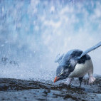 Rockhopper penguin in the Falkland Islands.