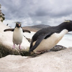 Rockhopper penguin in the Falkland Islands.