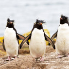 Rockhopper penguin in the Falkland Islands