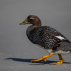Flying steamer duck in the Falkland Islands.