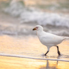 Snowy sheathbill in the Falkland Islands.