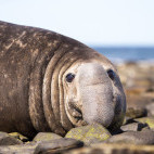 Southern elephant seal in the Falkland Islands