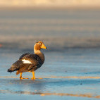 Steamer duck in the Falkland Islands.