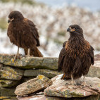 Striated caracara in the Falkland Islands.