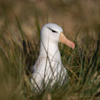 Black-browed albatross in the Falkland Islands.