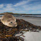 Southern elephant seal in the Falkland Islands