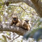 Female black howler monkey with young