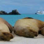 Galapagos sea lion