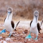 Blue-footed boobies in the Galapagos