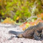 Marine iguana in the Galapagos