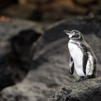 Galapagos penguin