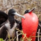 Magnificent frigatebird in the Galapagos