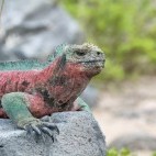 Marine iguana in Española, the Galapagos