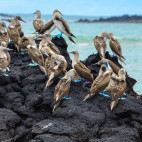 Blue-footed boobies in the Galapagos
