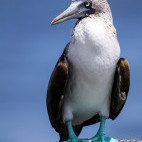 Blue-footed booby in the Galapagos