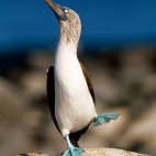 Blue-footed booby in the Galapagos Islands.