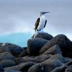 Blue-footed booby in the Galapagos