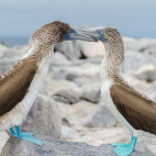 Blue-footed booby in the Galapagos