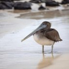 Brown pelican in the Galapagos.