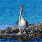 Brown pelican in the Galapagos Islands