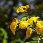 Cordia lutea flower in the Galapagos