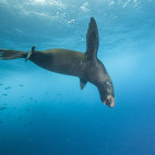 Galapagos sea lion in the Galapagos Islands