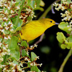 Darwin's finch in the Galapagos