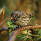 Darwin's finch in the Galapagos