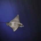 Spotted eagle ray in the Galapagos