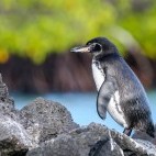 Galapagos penguin in Elizabeth Bay, Isabela island, the Galapagos