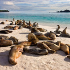Galapagos sea lions in the Galapagos Islands