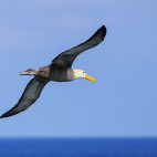 Waved albatross in the Galapagos