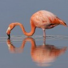 Galapagos flamingo