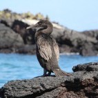 Flightless cormorant in the Galapagos